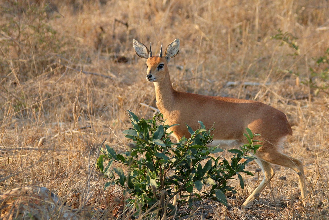 Steenbok in Kruger