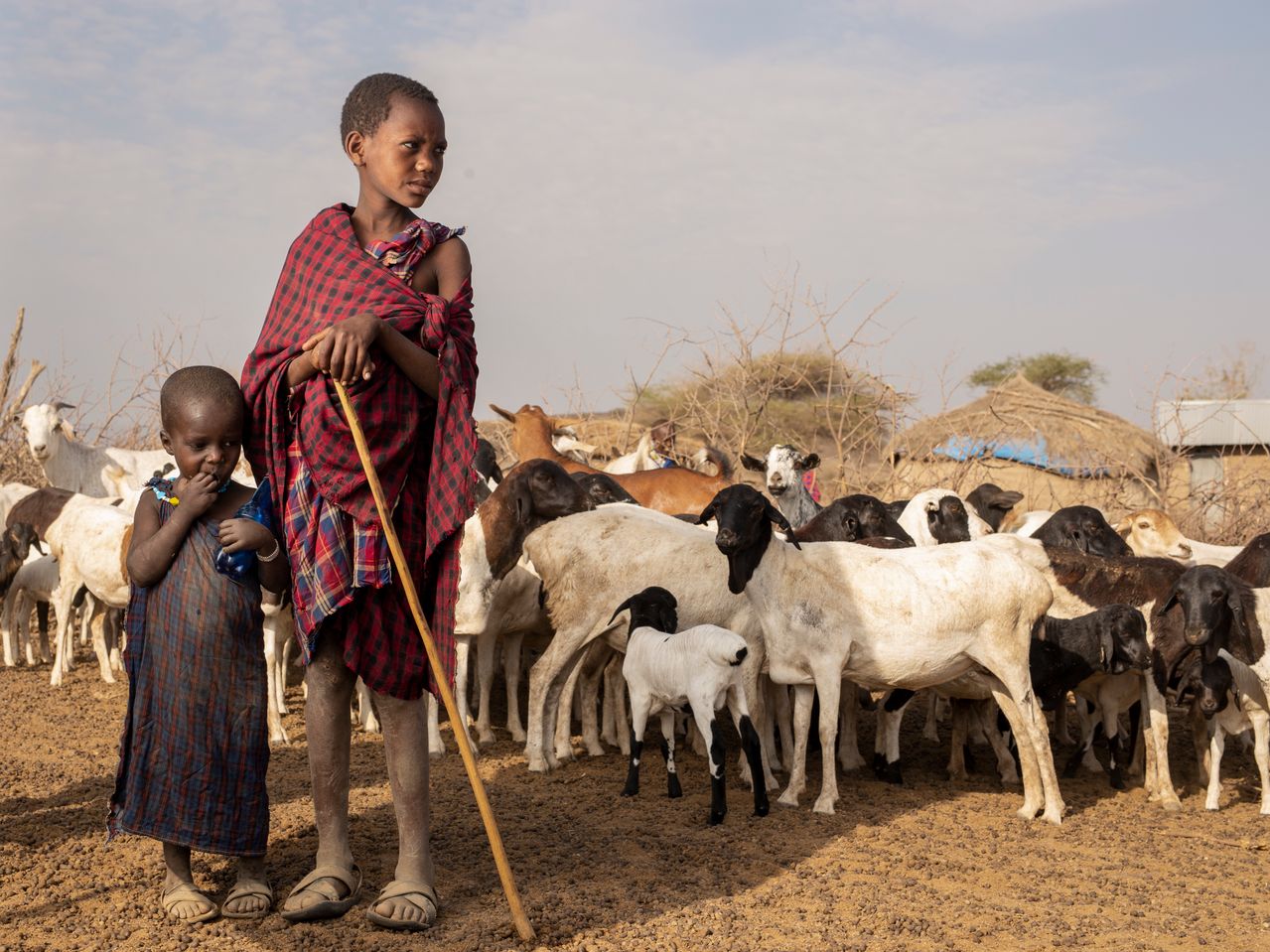 Two young Maasai boys handling goats in a rural area of Arusha, Tanzania