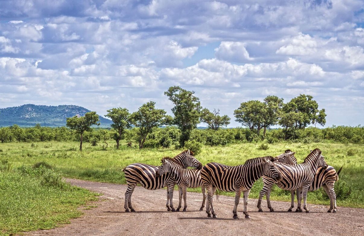 Zebras on dirt road in grasslands with trees and hill behind, Kruger, South Africa