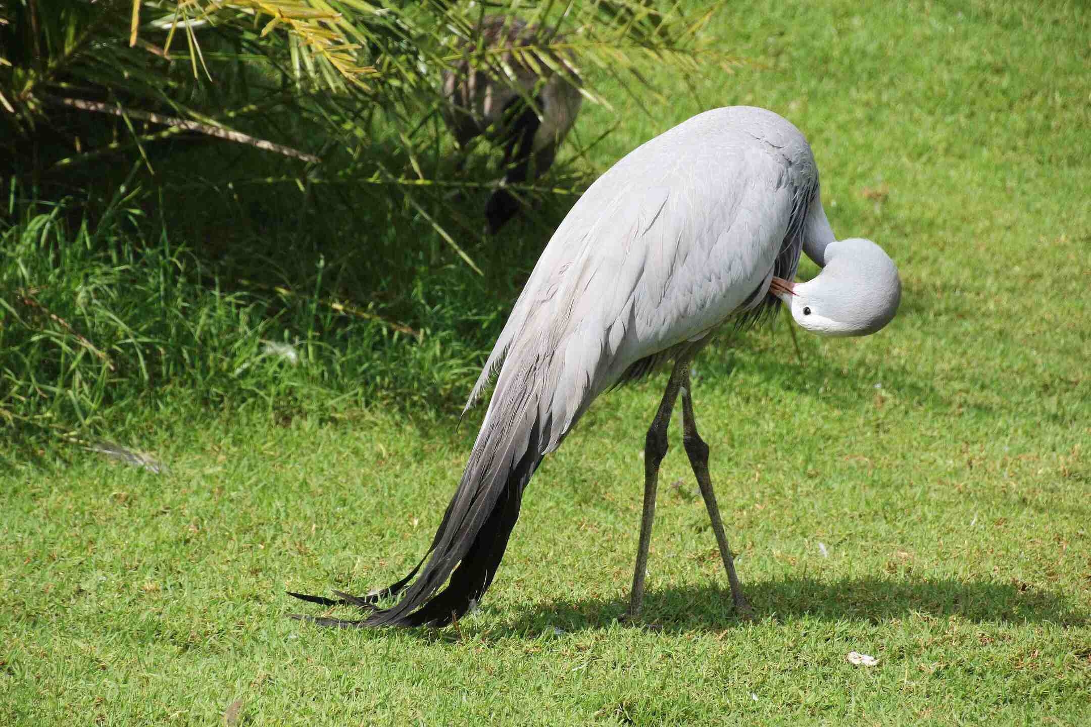 a-beautiful-blue-crane-in-the-birds-of-eden-free-flight-sanctuary-south-africa
