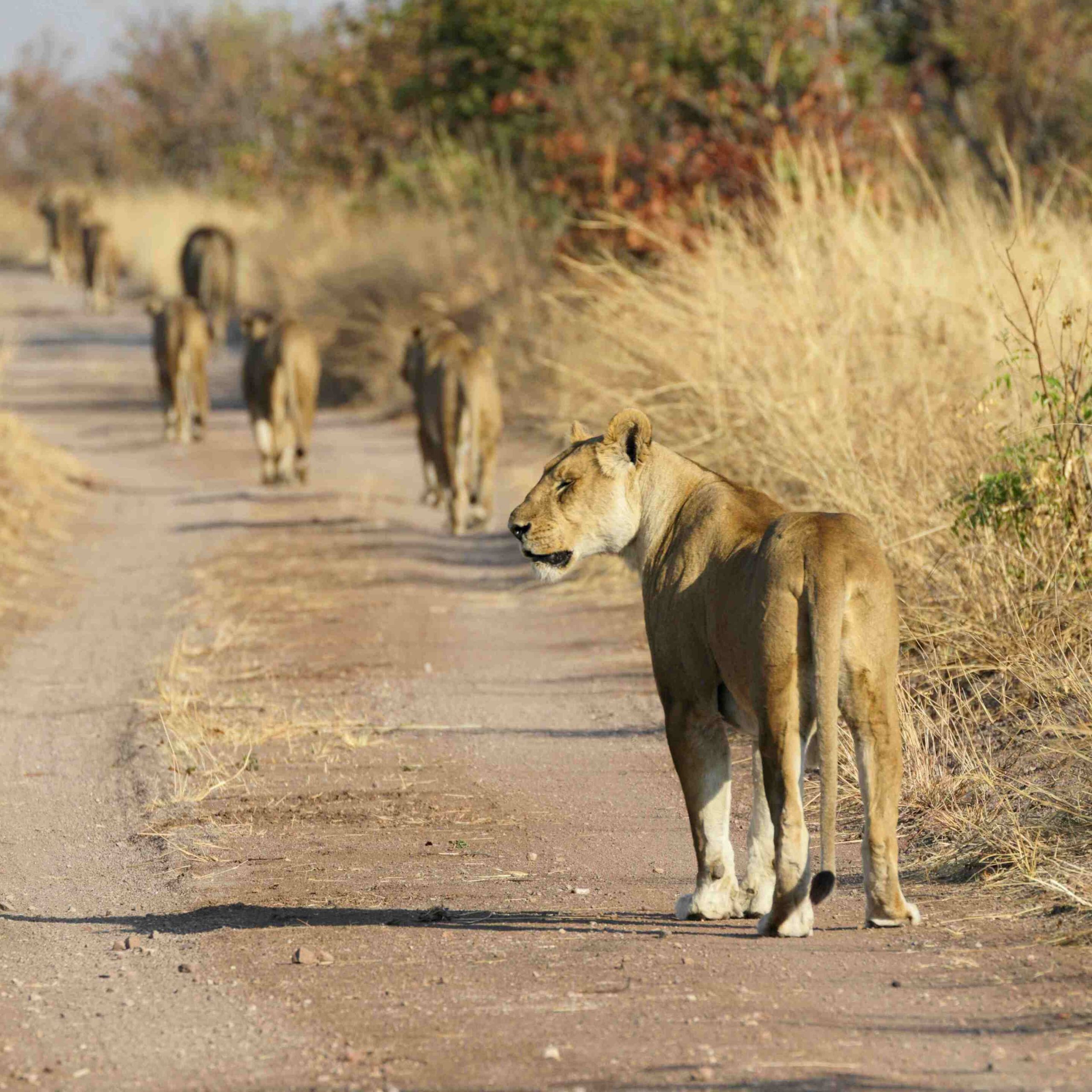 lioness-m other-and-cub-rear-view-hwange-zimbabwe(1)
