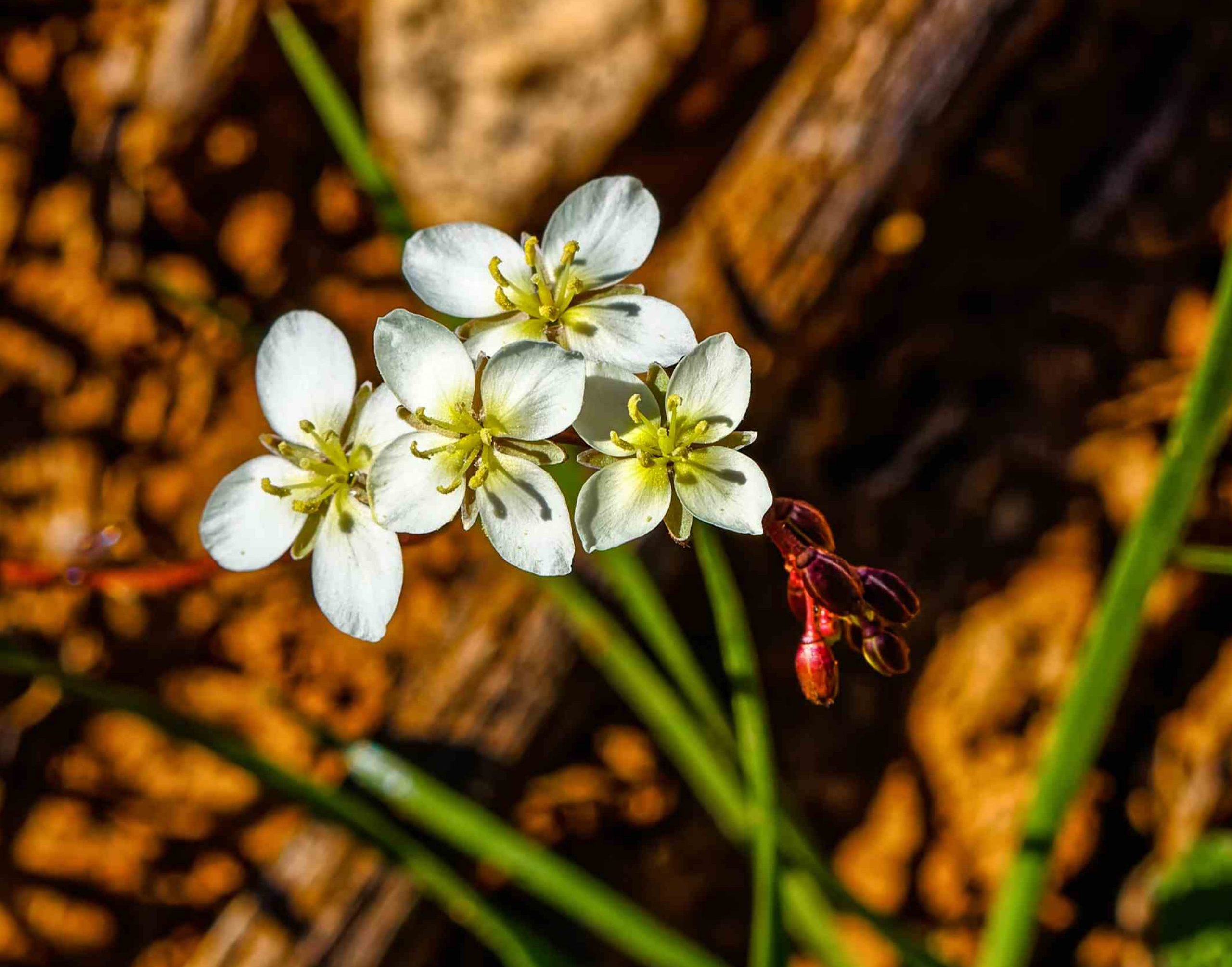 small-spring-white-flowers-near-nieuwoudtville