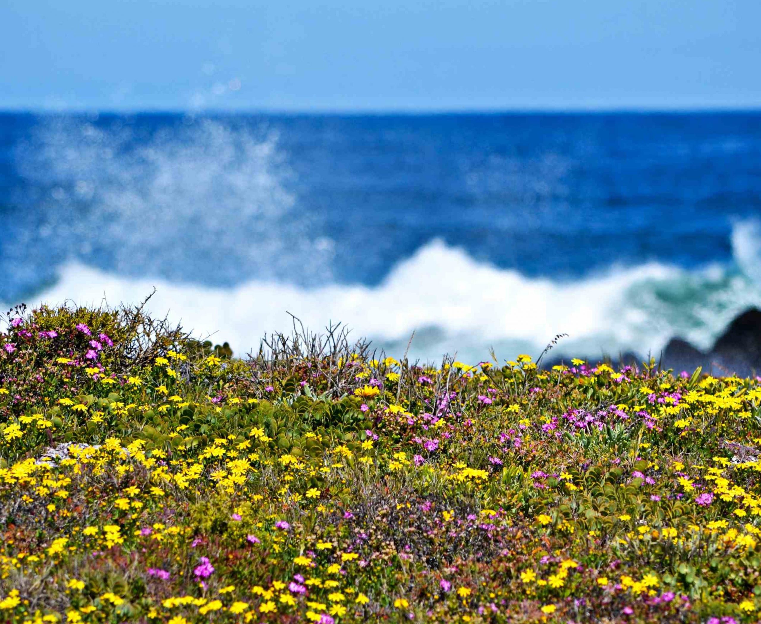Wildflowers in West Coast National Park, with ocean in background