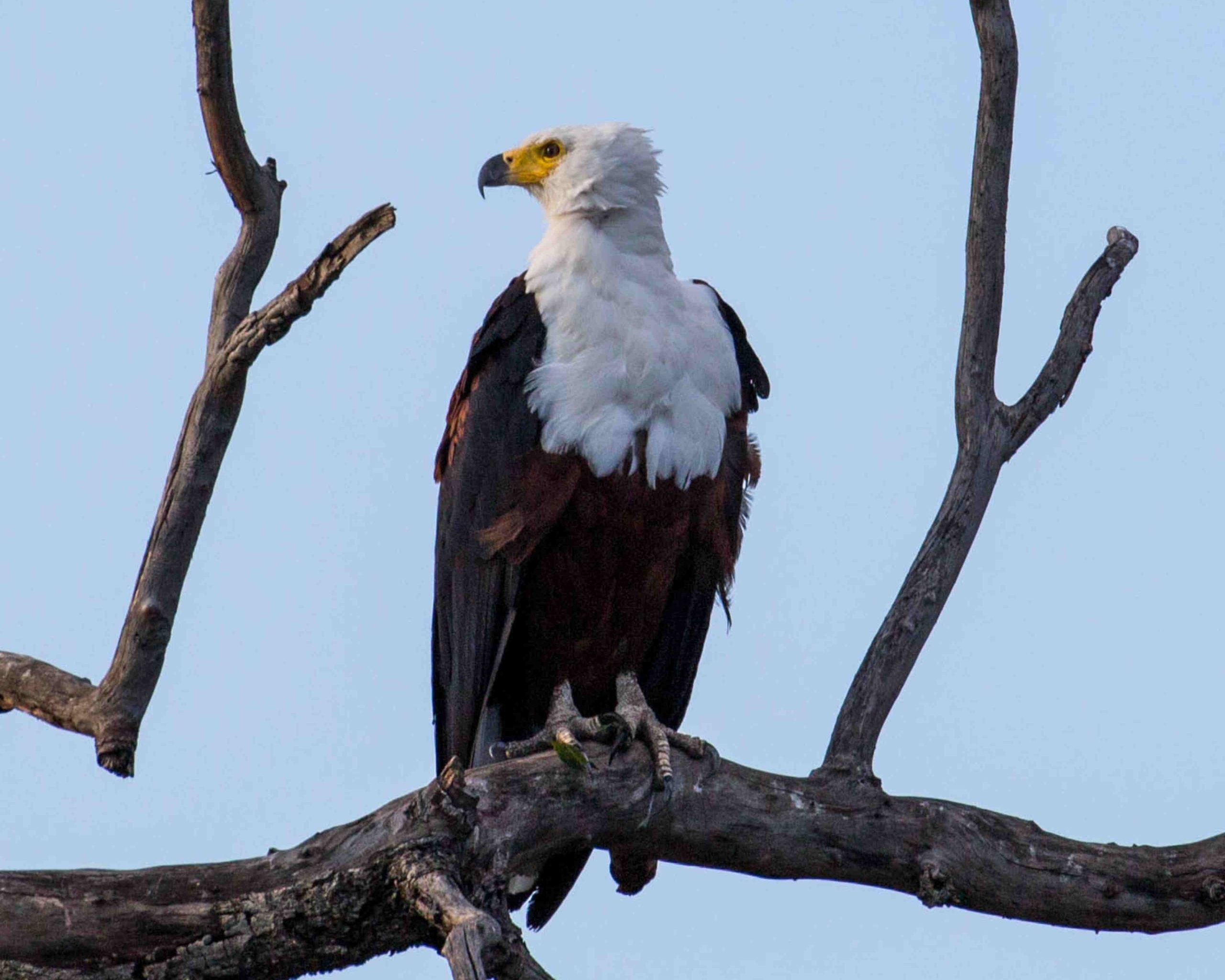 zimbabwe-african-fish-eagle