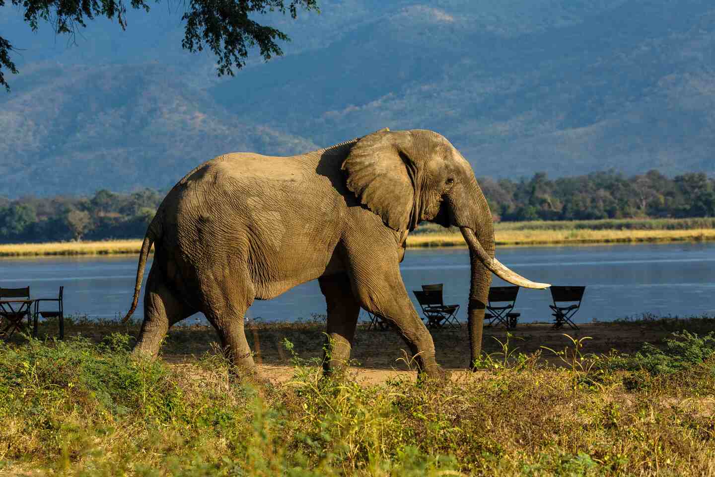 Elephant walking by water in Mana Pools National Park, Zimbabwe