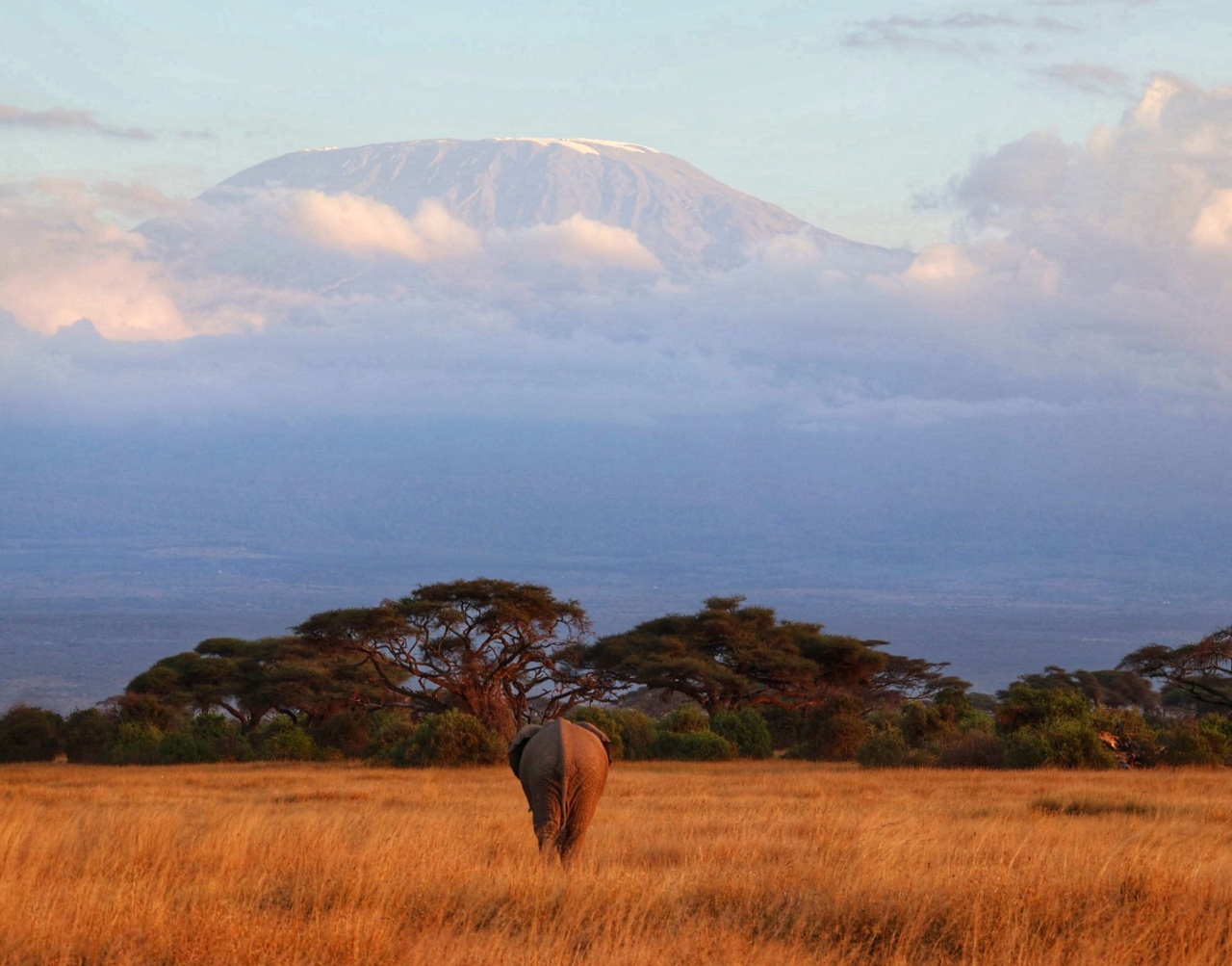 Lone elephant walking with Mount Kilimanjaro in the background