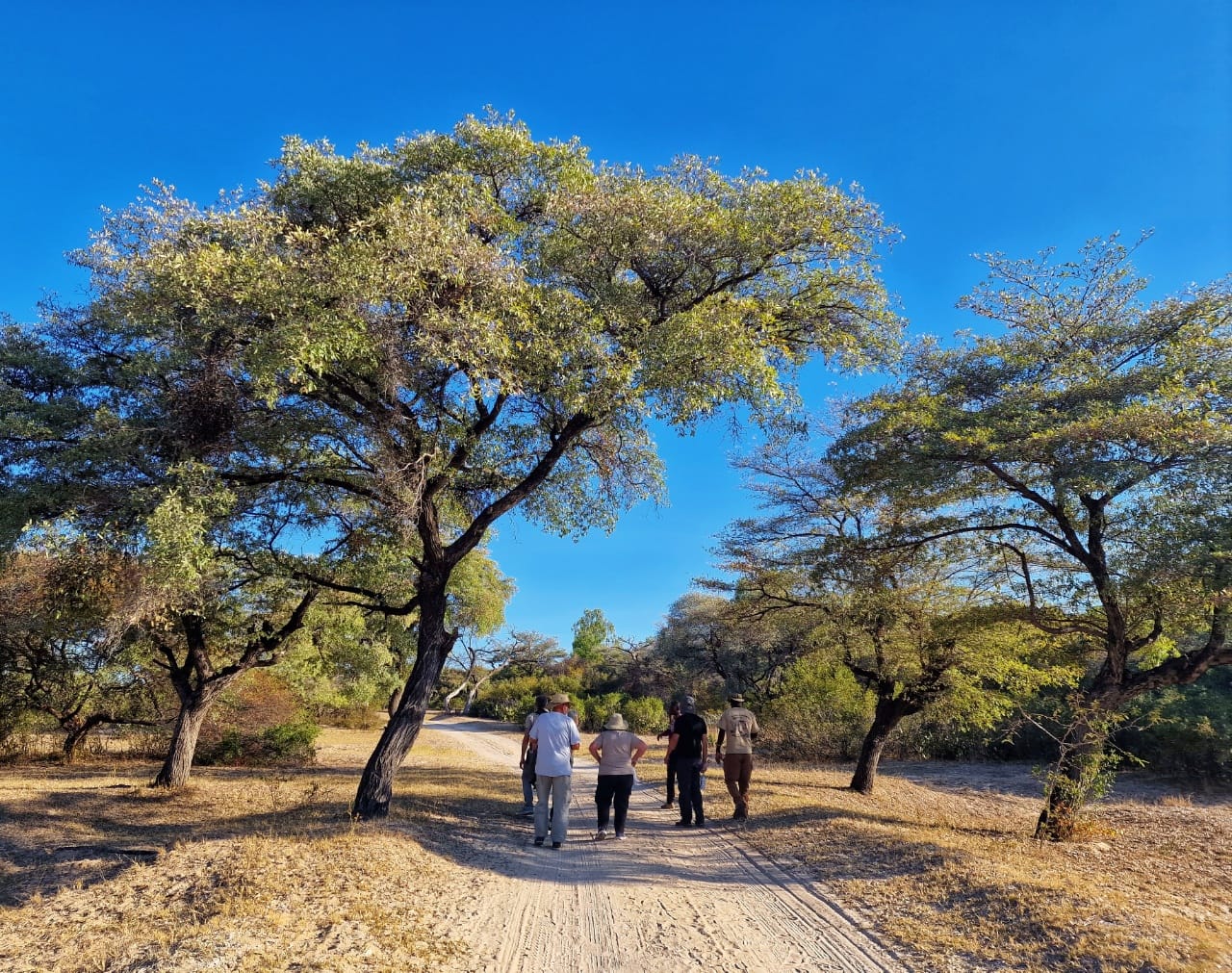 A group of travellers walking in Botswana