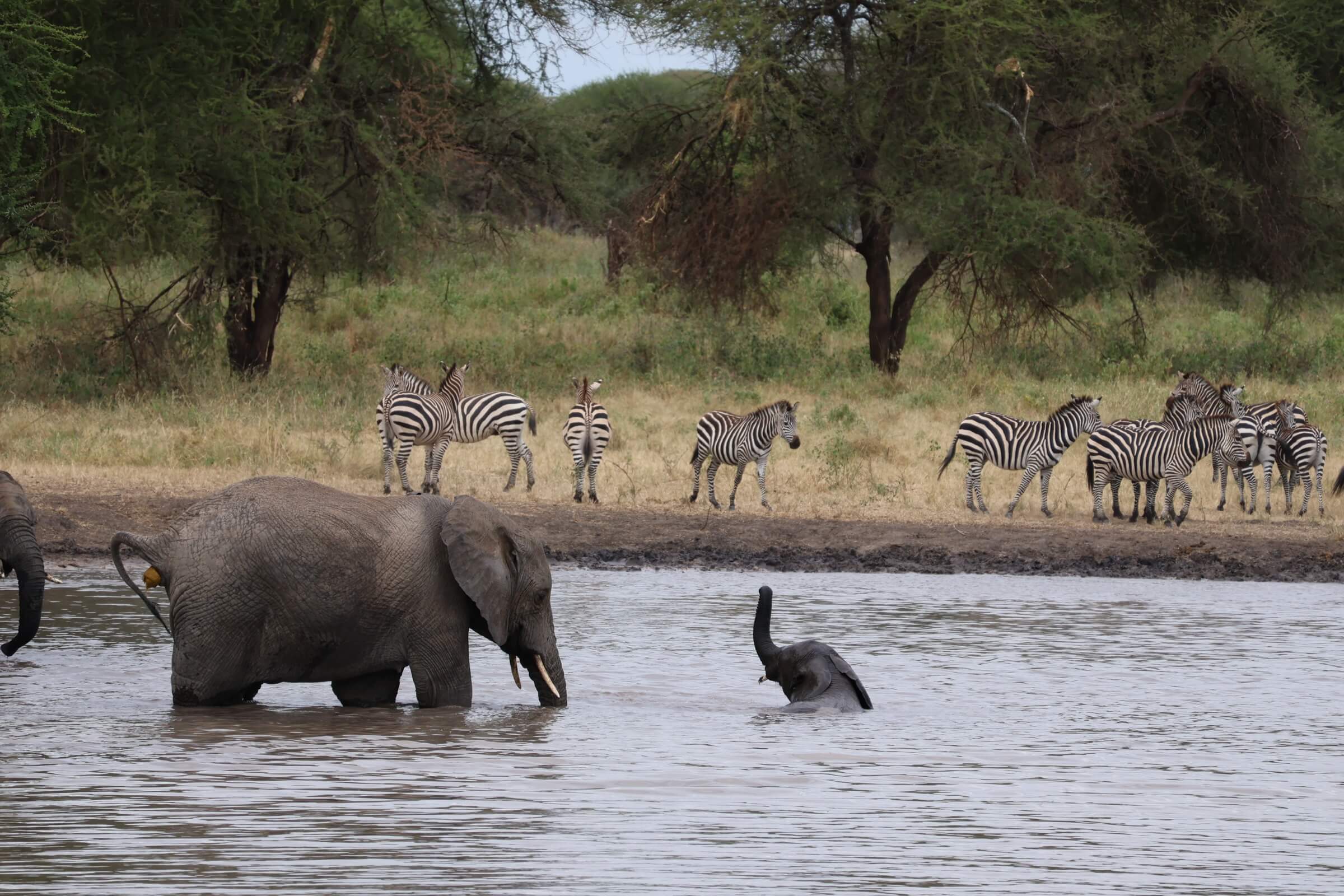 Adult female elephant with young elephant in river