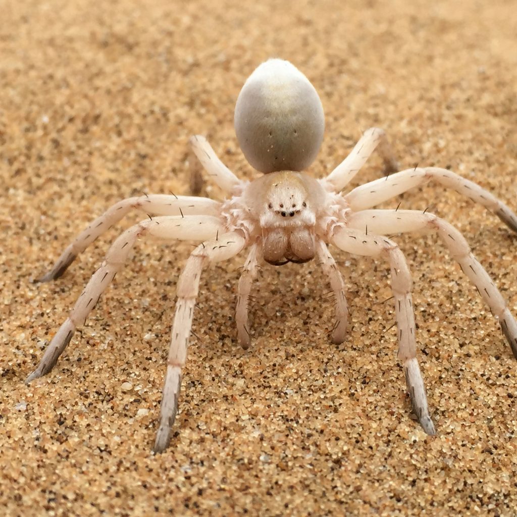 Leucorchestris arenicola
