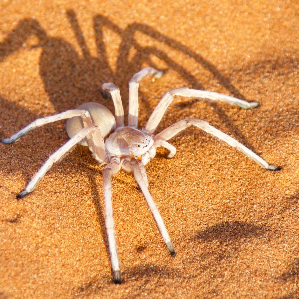 Leucorchestris arenicola