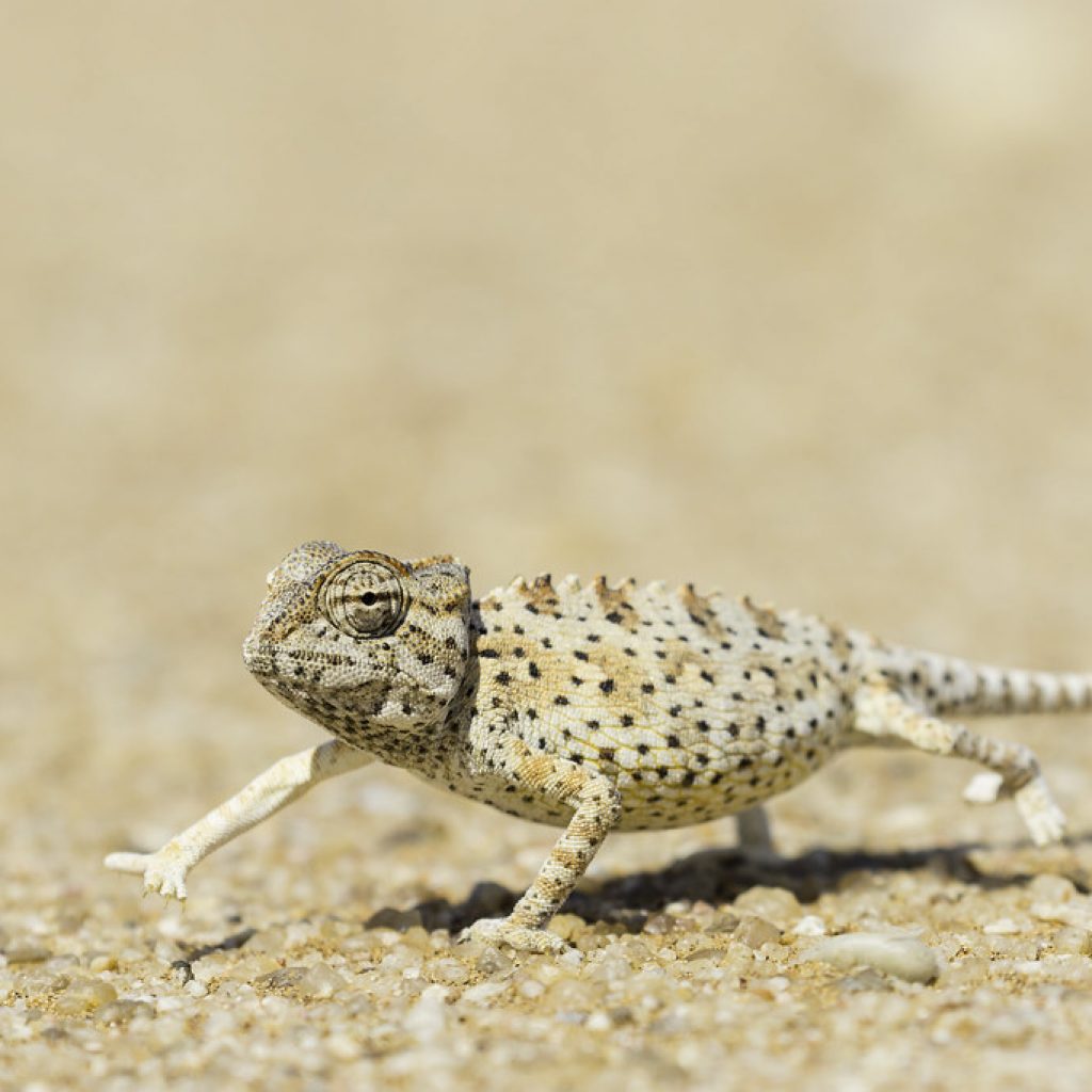 Namaqua Chameleon
