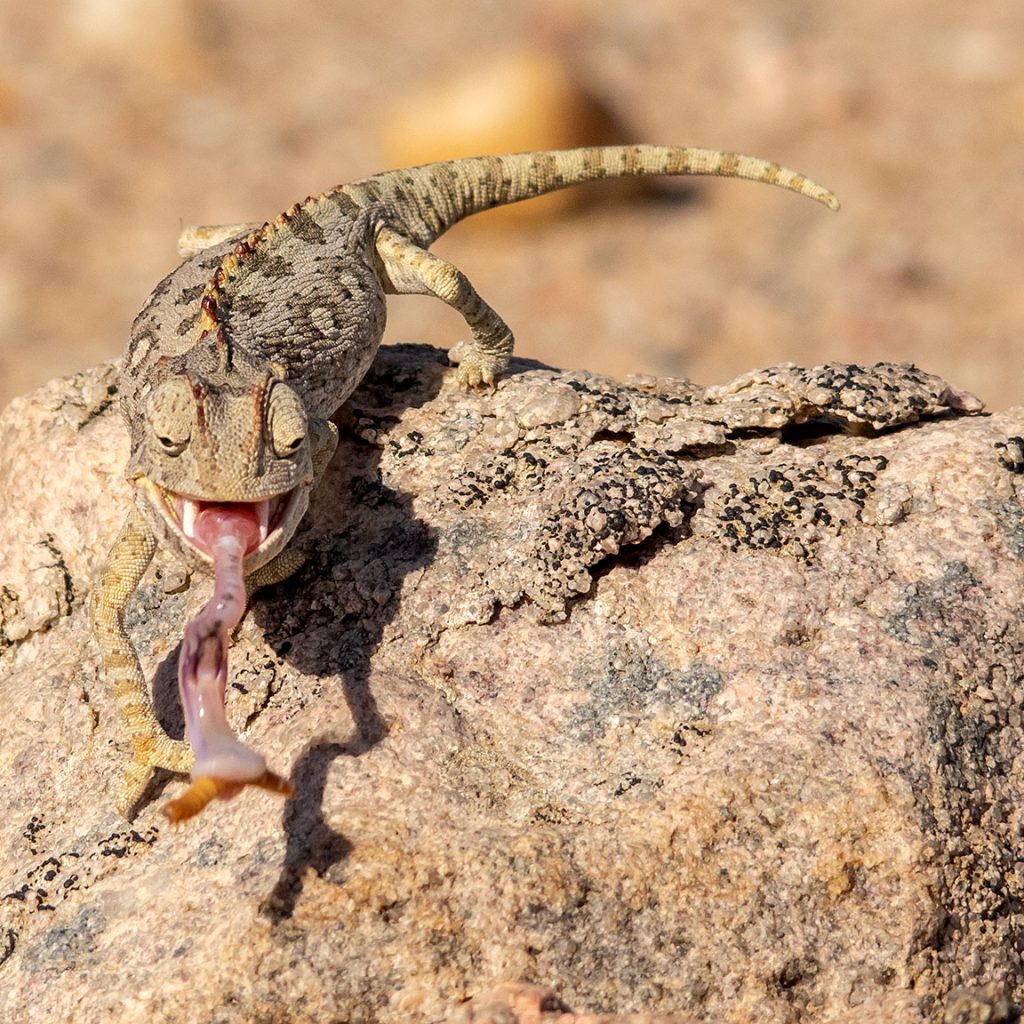 Namaqua Chameleon