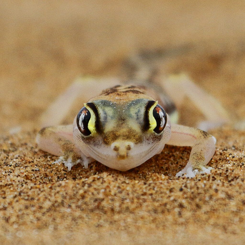 Sand gecko namib 