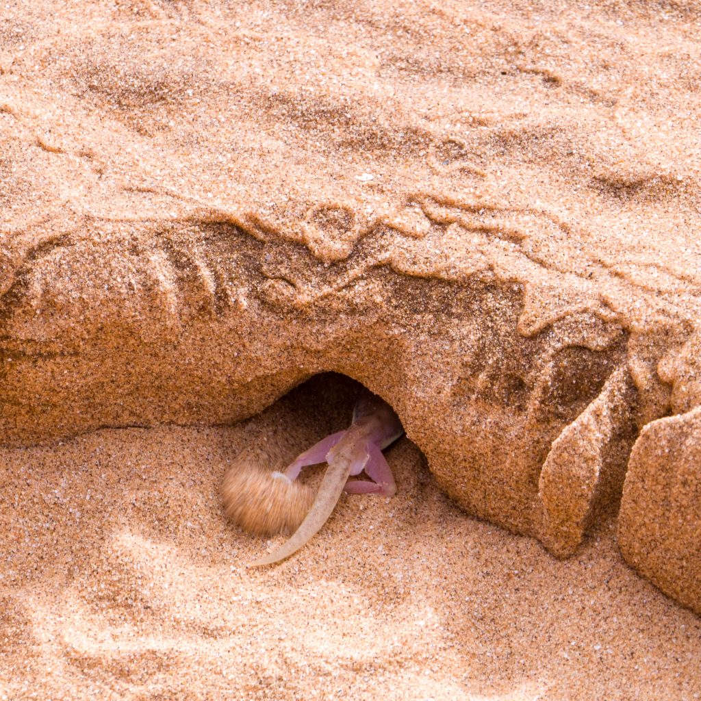 Namib sand gecko
