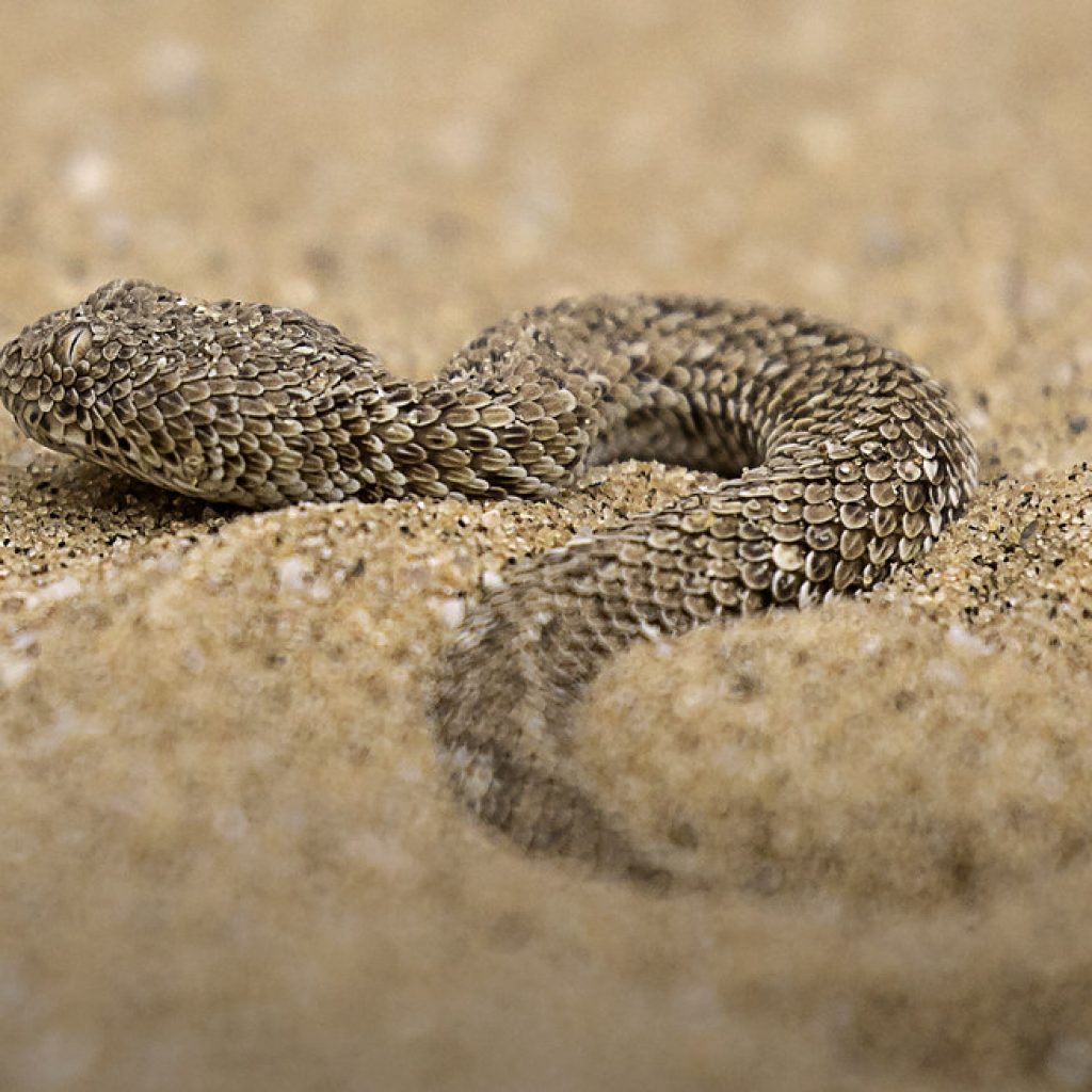 African overland tours Peringuey’s Adder