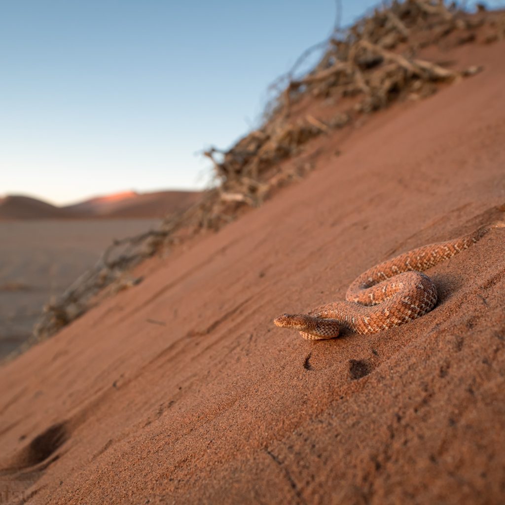 African overland tours Peringuey’s Adder