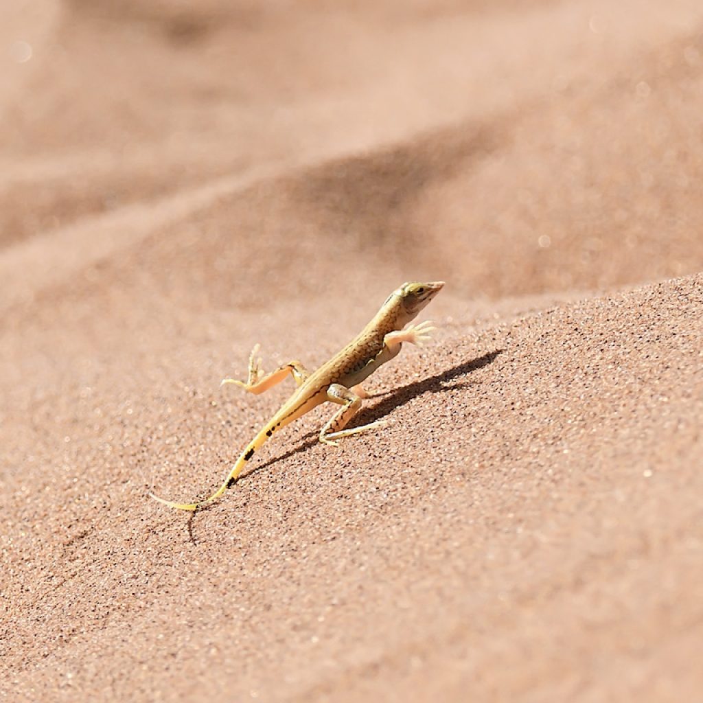 Shovel Snouted Lizard
