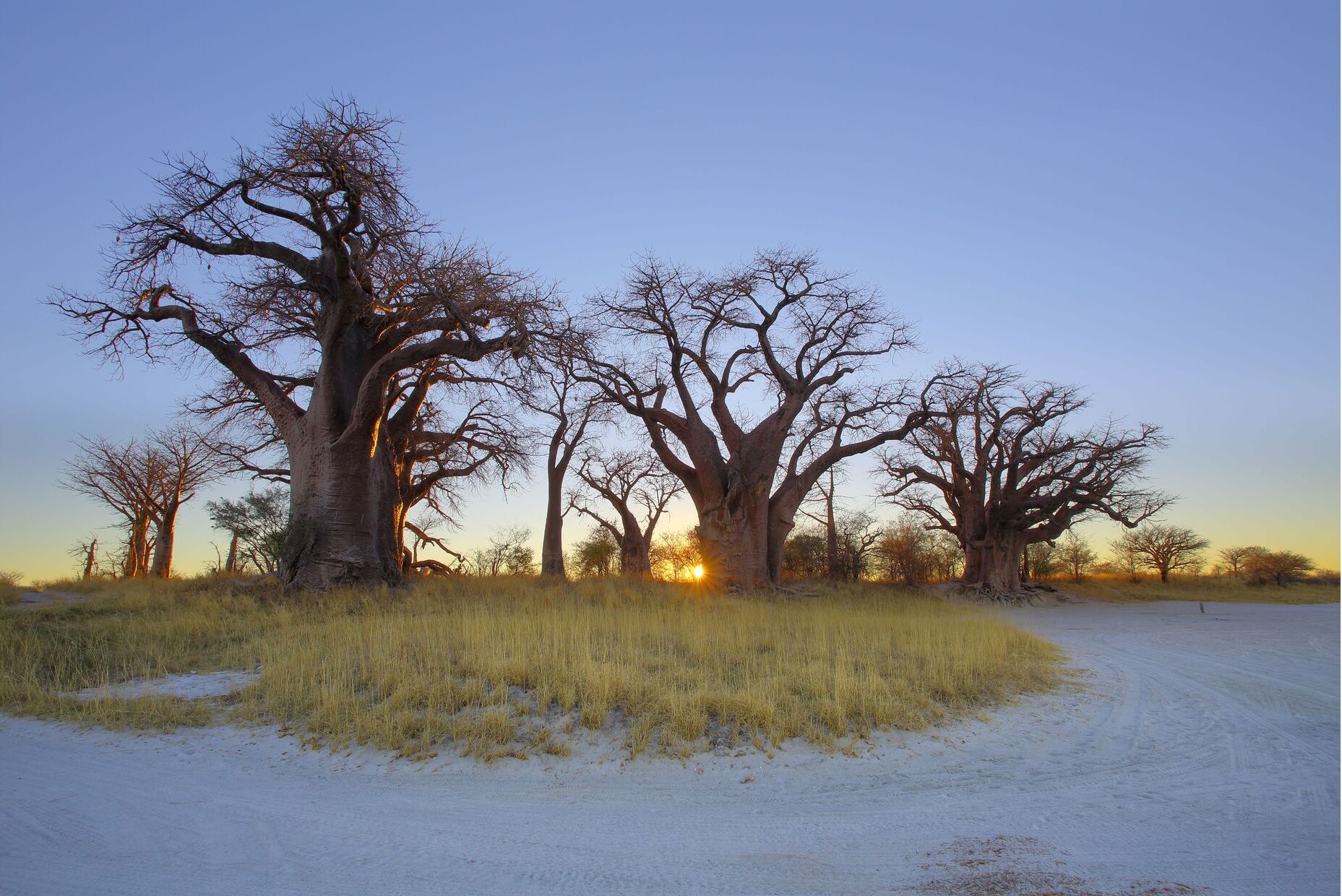Baines' Baobabs in Nxai Pan, Botswana(1)