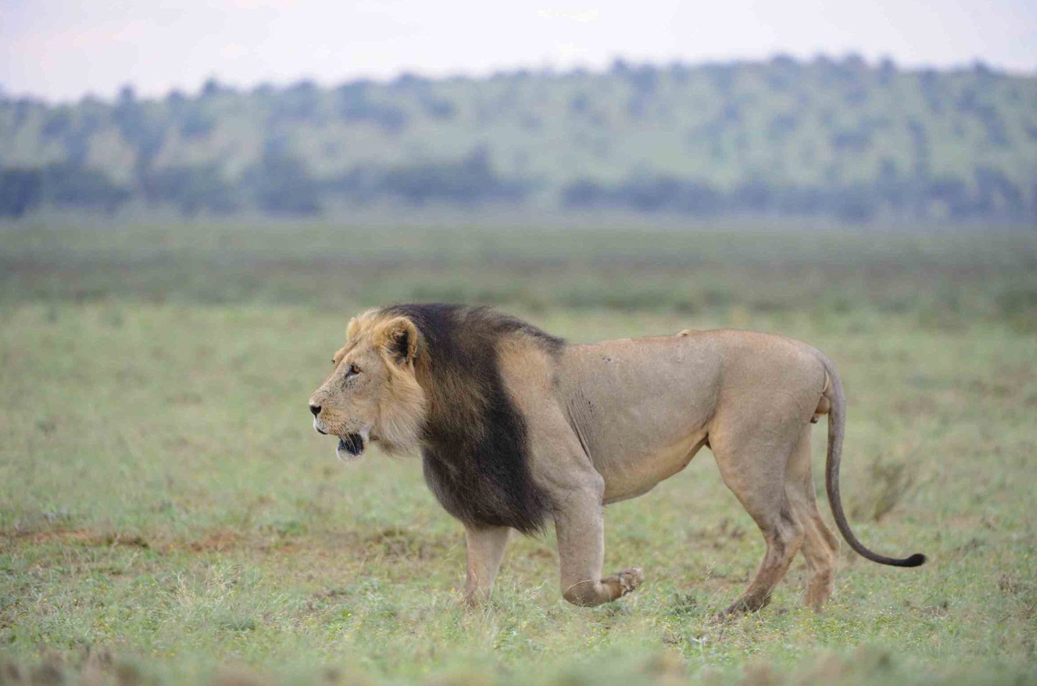 Black-maned lion in grassland of Kgalagadi Transfrontier Park