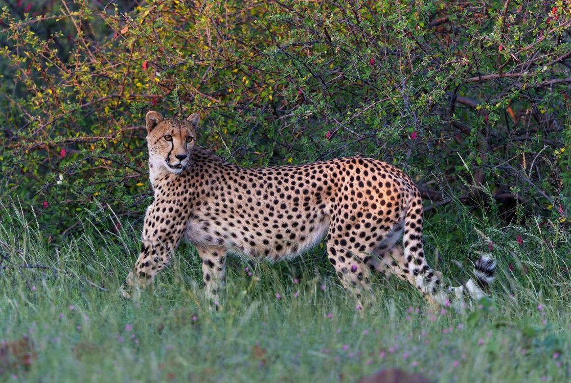 Cheetah against bush in Tuli Block, beautiful Botswana(1)