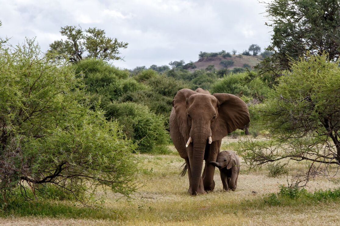 Elephant and calf walking among trees(1)