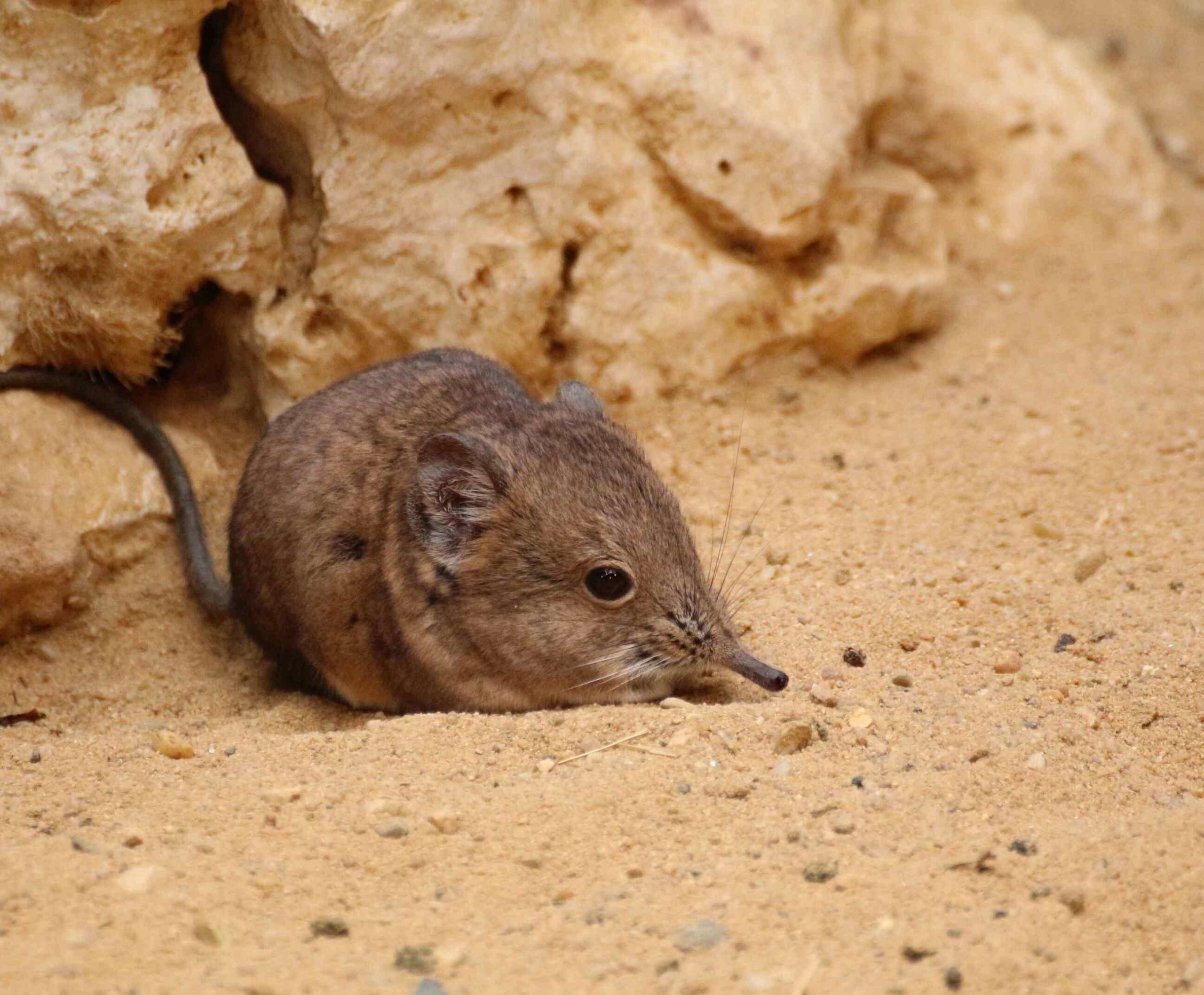Elephant shrew on the sand by a rock