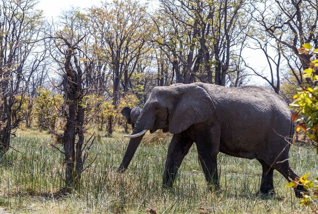 Elephant walking in woodland of Moremi Game Reserve, Okavango, Botswana(1)