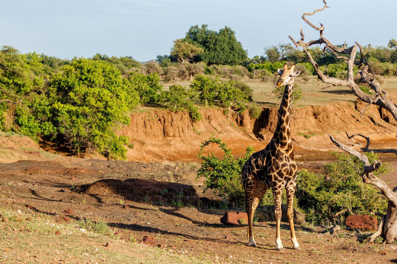 Giraffe in Mashatu Game Reserve, Tuli Block, Botswana(1)