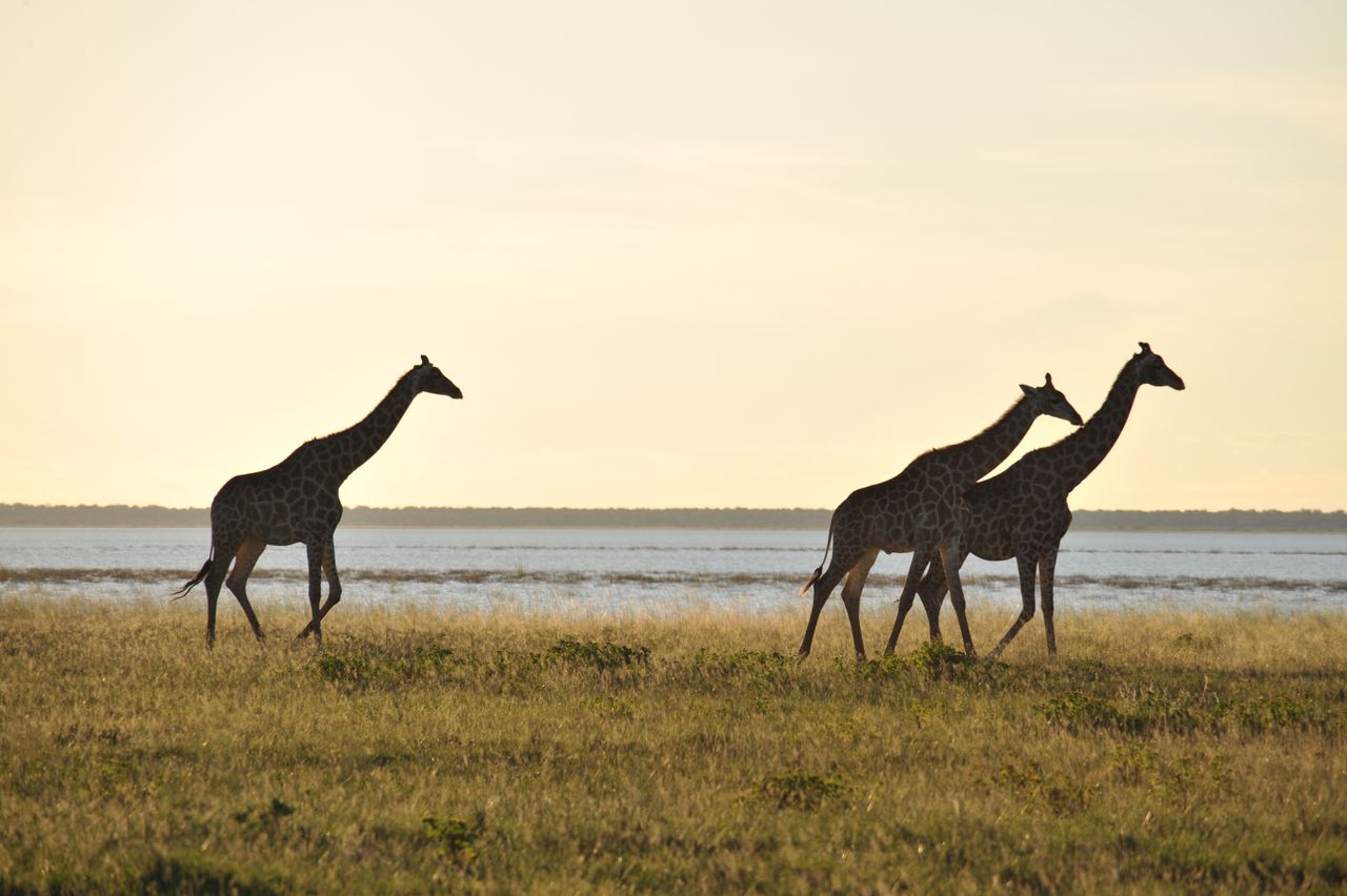 Giraffes walking alonside river in Chobe, beautiful Botswana