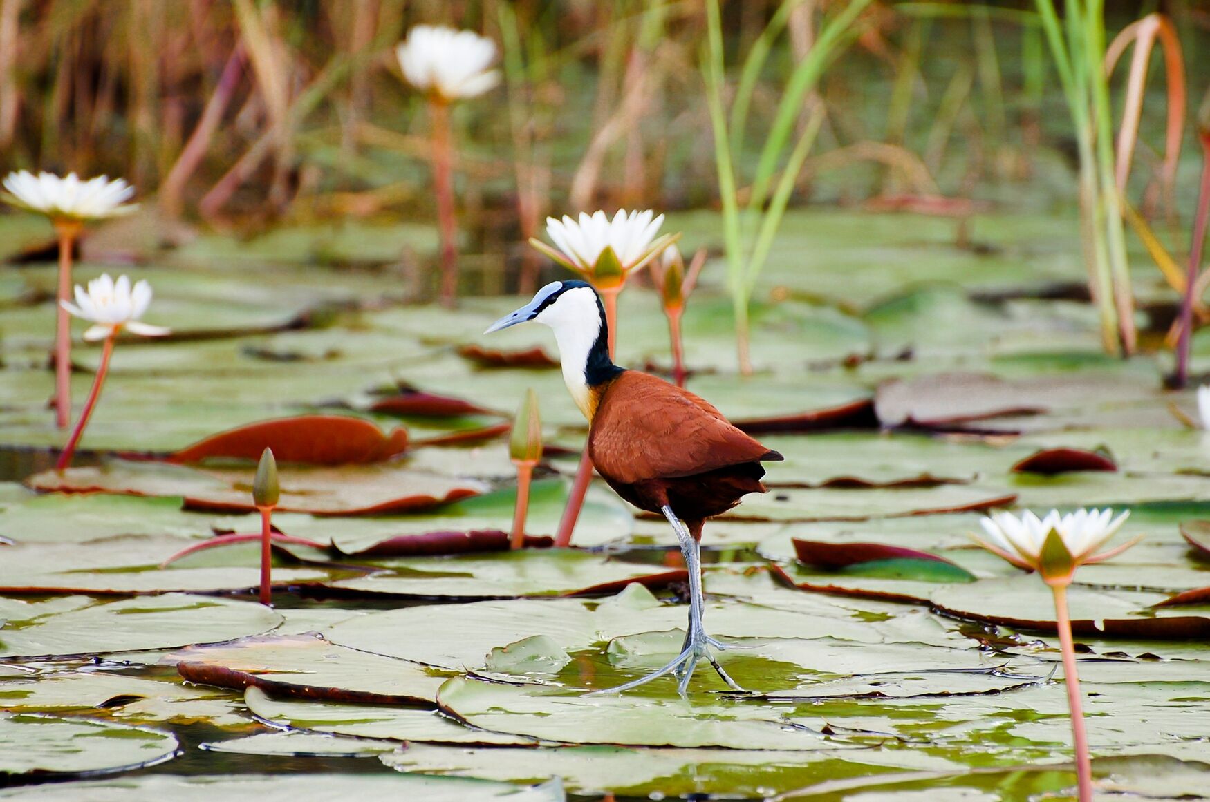 Jacana among water lilies at Chobe(1)