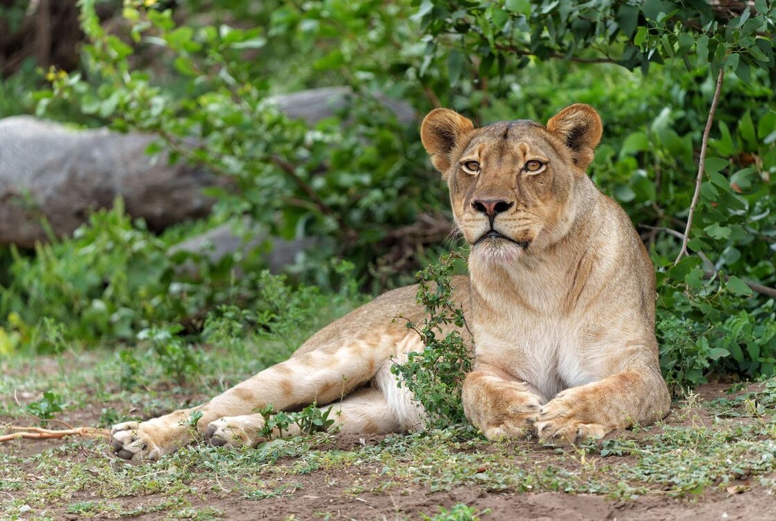 Laying down lion among greenery in Tuli Block, Botswana(1)(1)