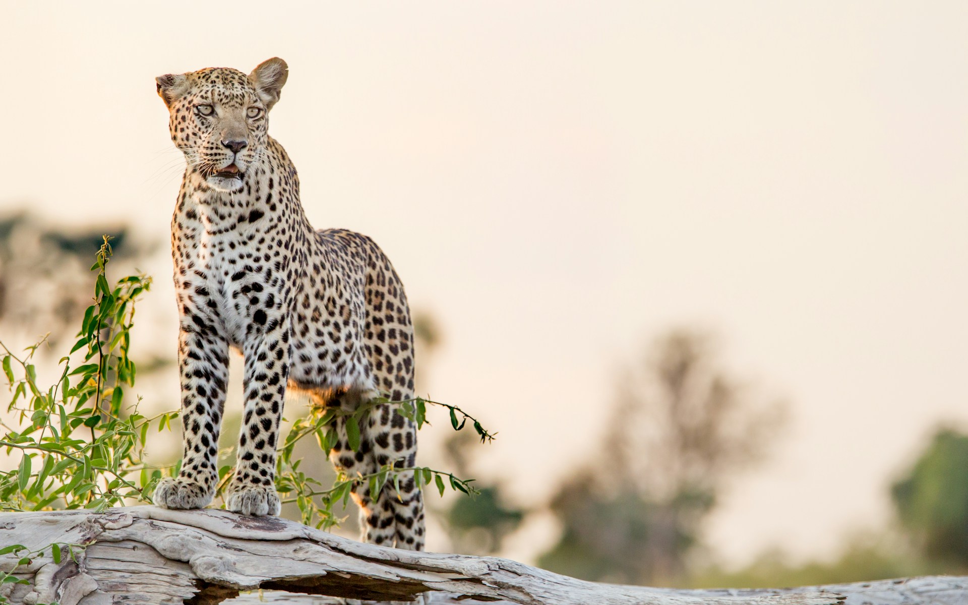 Leopard on fallen tree in Okavango Delta, Botswana