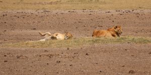 Lions sleeping on open plain