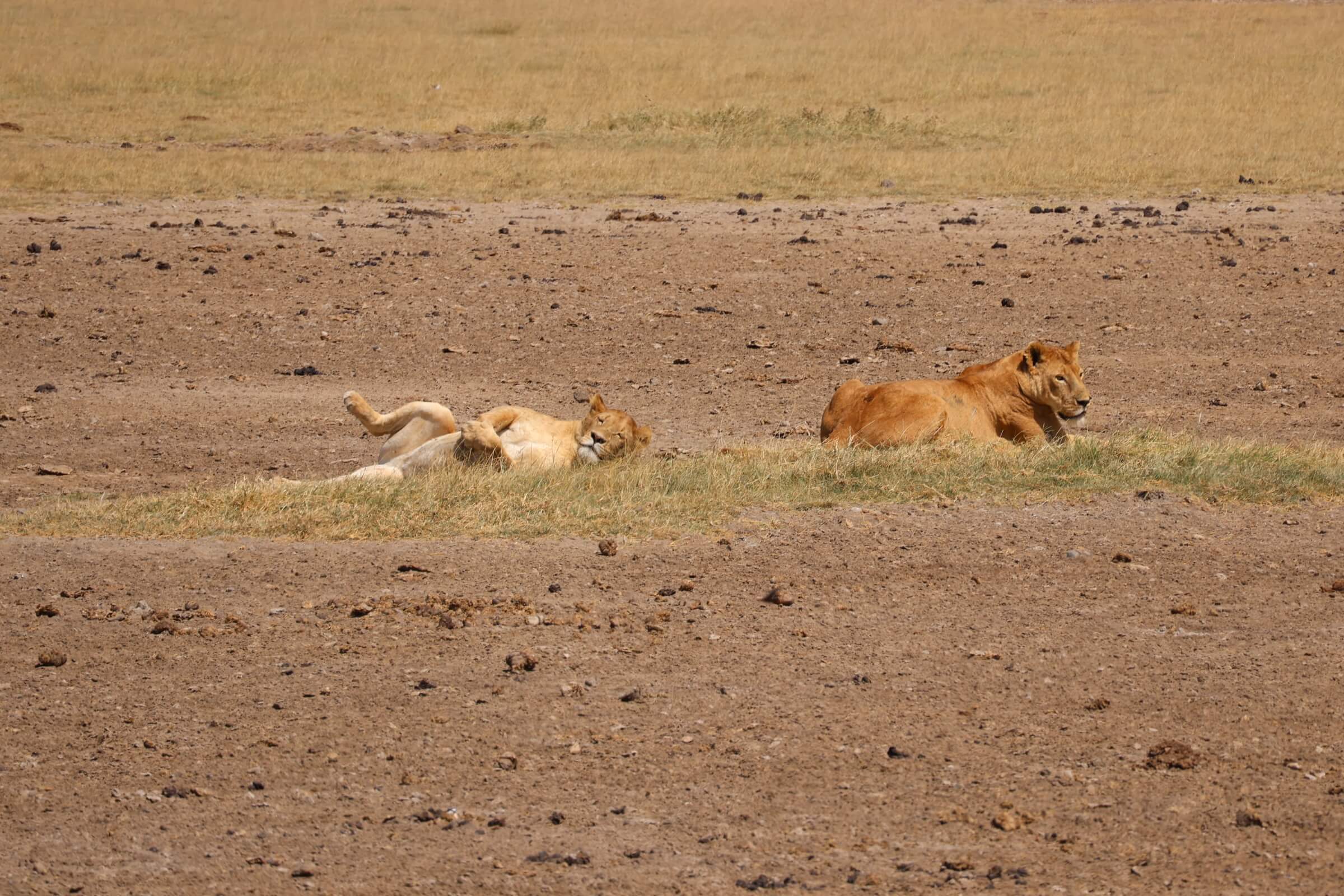Lions sleeping on open plain