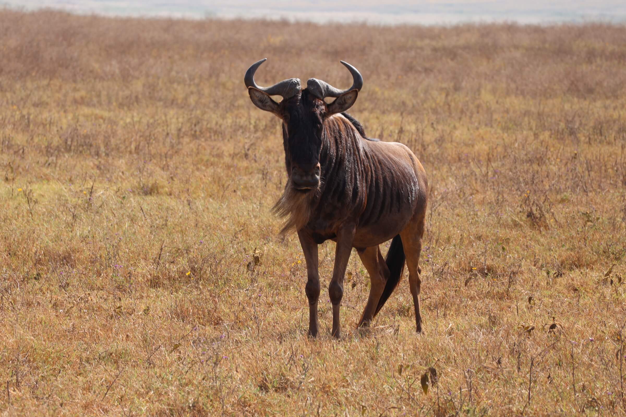 Lone wildebeest in open field