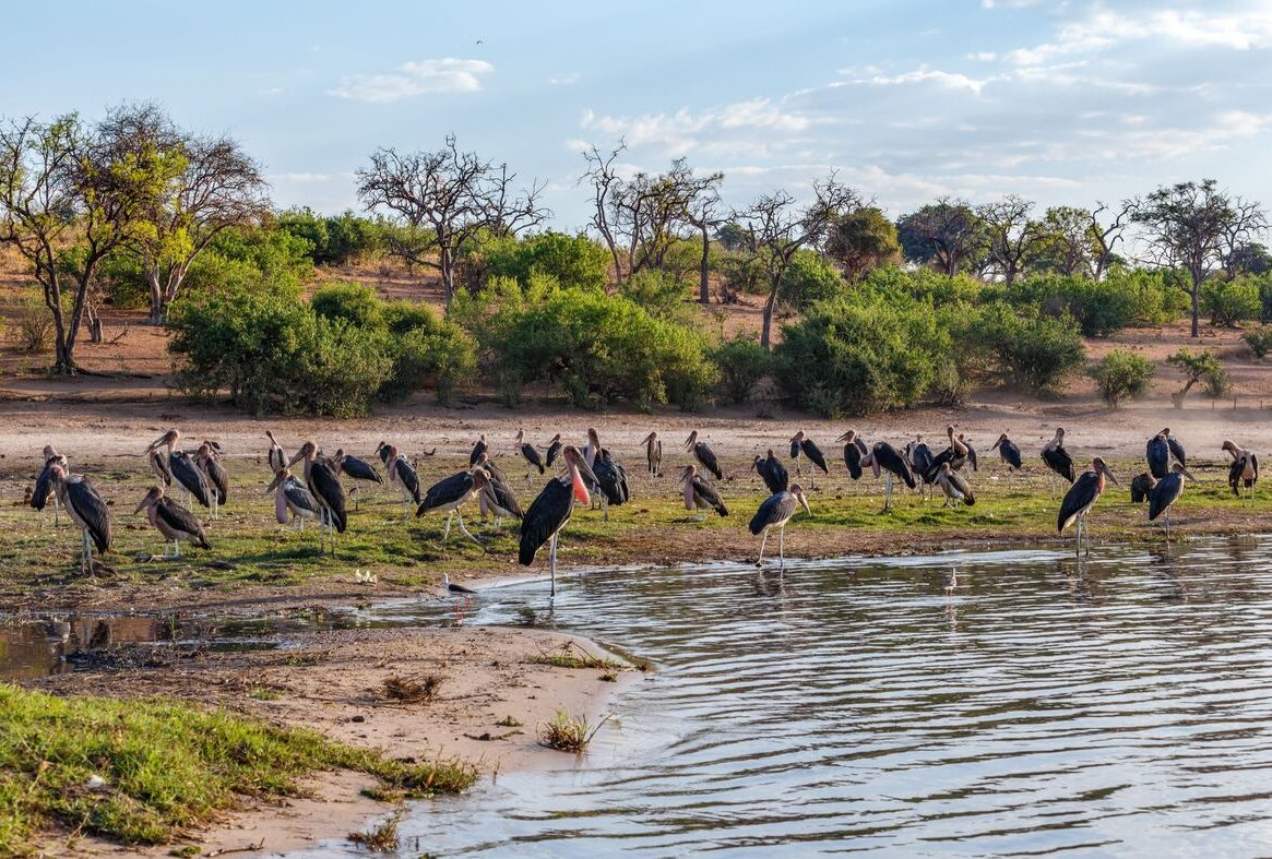 Marabou storks in Chobe(1)