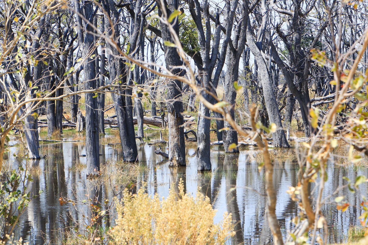 Mopane trees in Okavango Delta(1)