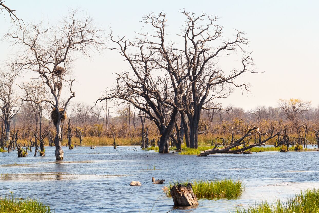 Moremi Game Reserve(1)