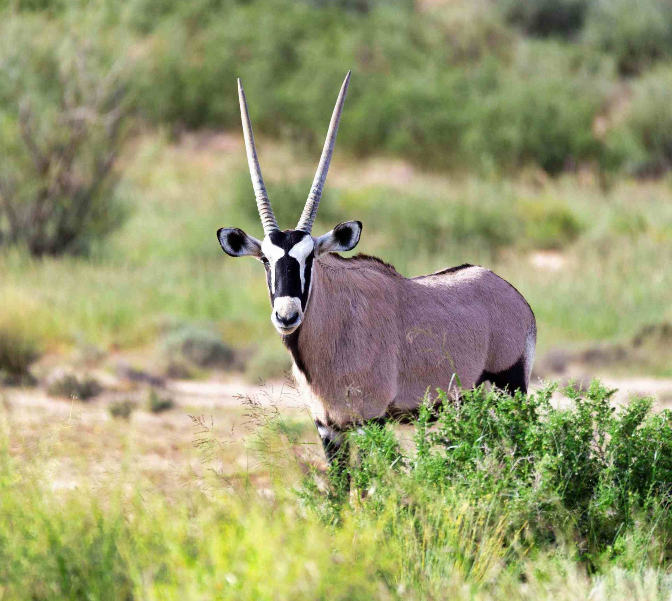 Oryx in Kgalagadi, green season