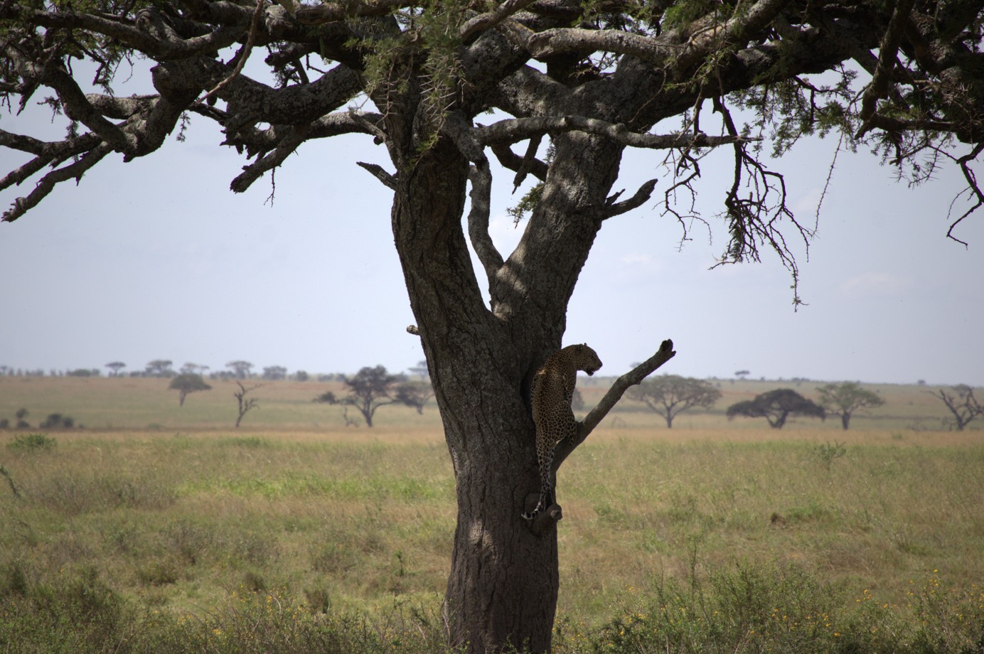 Sighting of leopard in a tree while on safari in East Africa