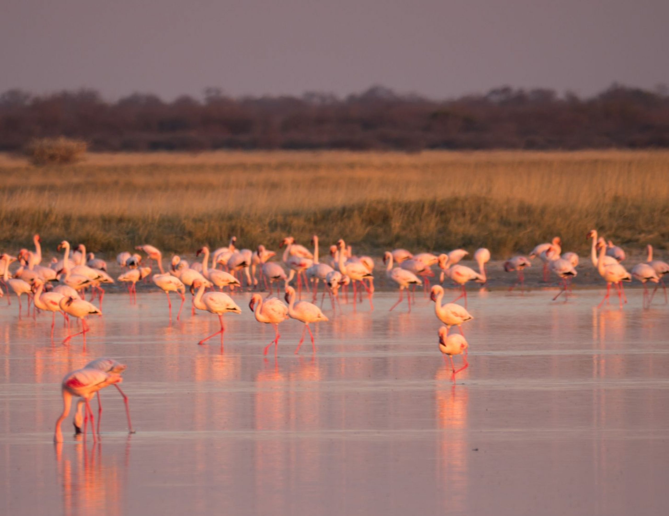 Flamingoes on Makgadikgadi Pan