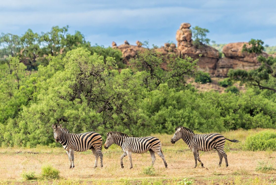 Zebras in front of rocky outcrop(1)