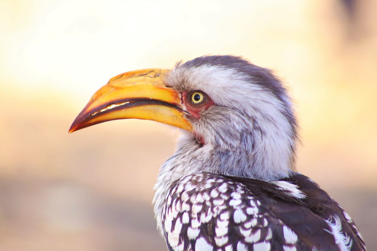 a striking side profile of yellow billed hornbill in natural habitat