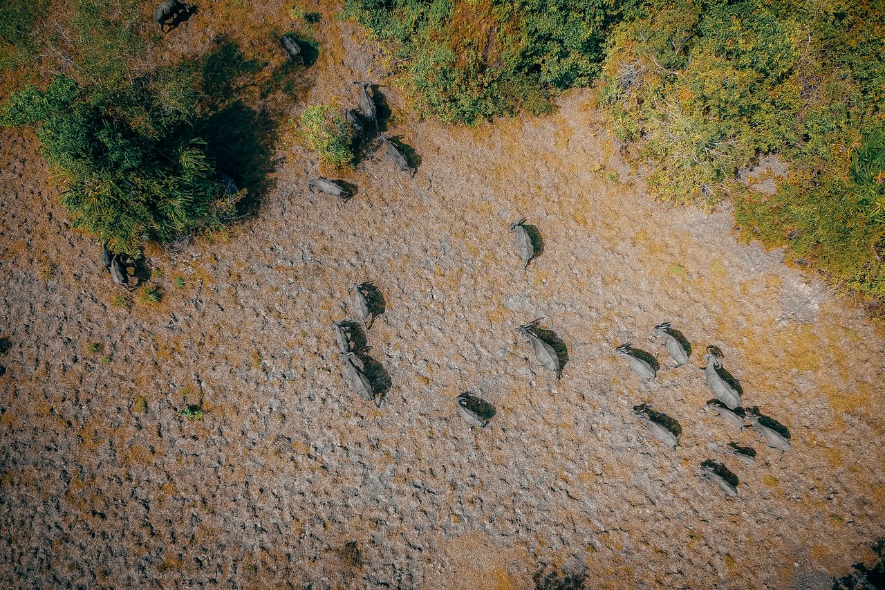 aerial shot of buffalo herd grazing on a dry landscape bordered by lush trees captured in the daylight