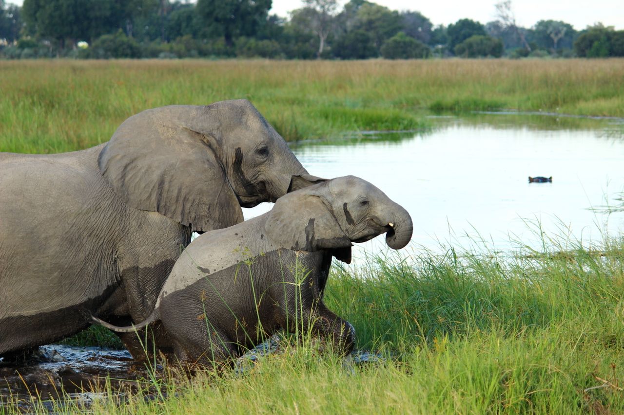 9 day Victoria Falls, Chobe and Delta Tour Reviews