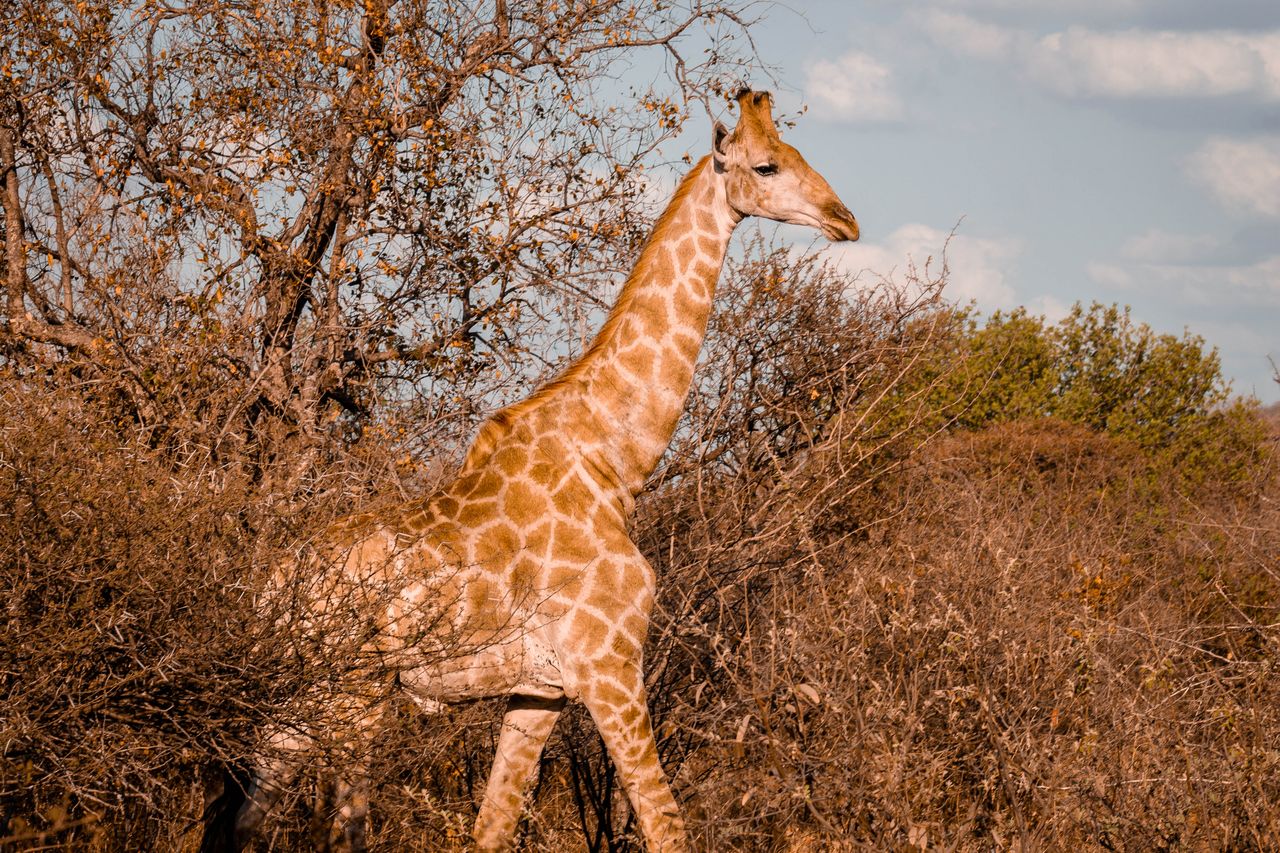 giraffe walking through dry savanna with a clear blue sky in the background