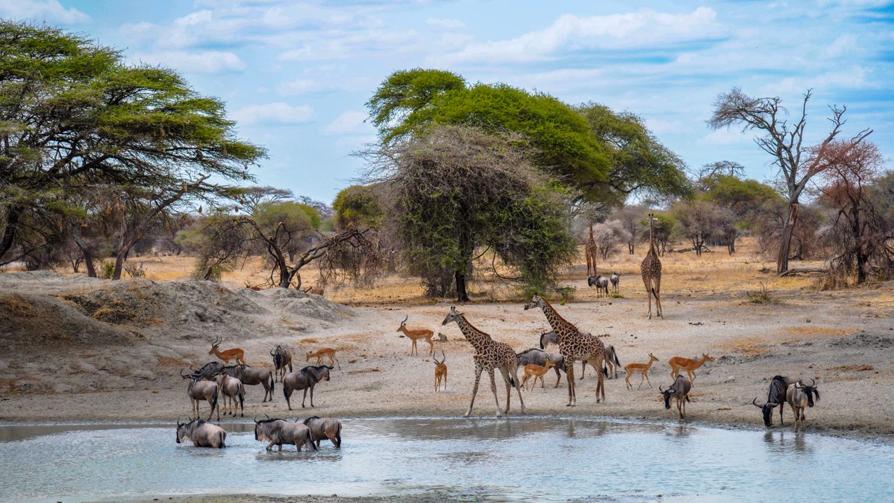 giraffes wildebeest and antelopes gathering at waterhole on an african savanna
