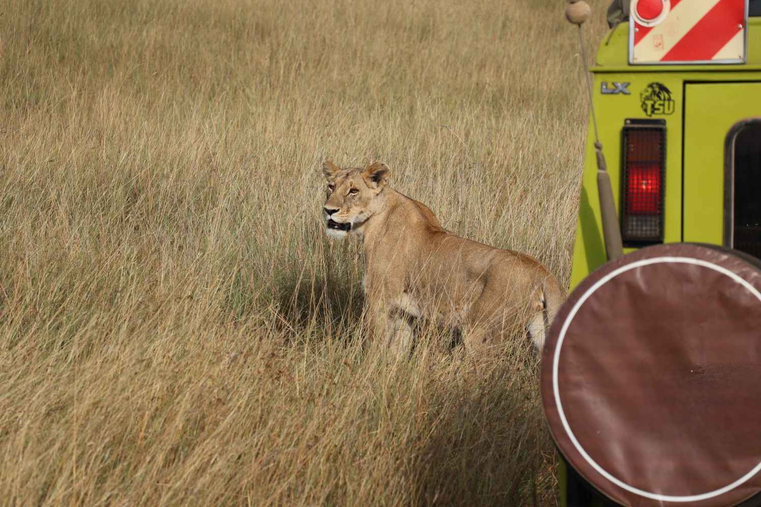 lioness standing next to 4x4 safari vehicle