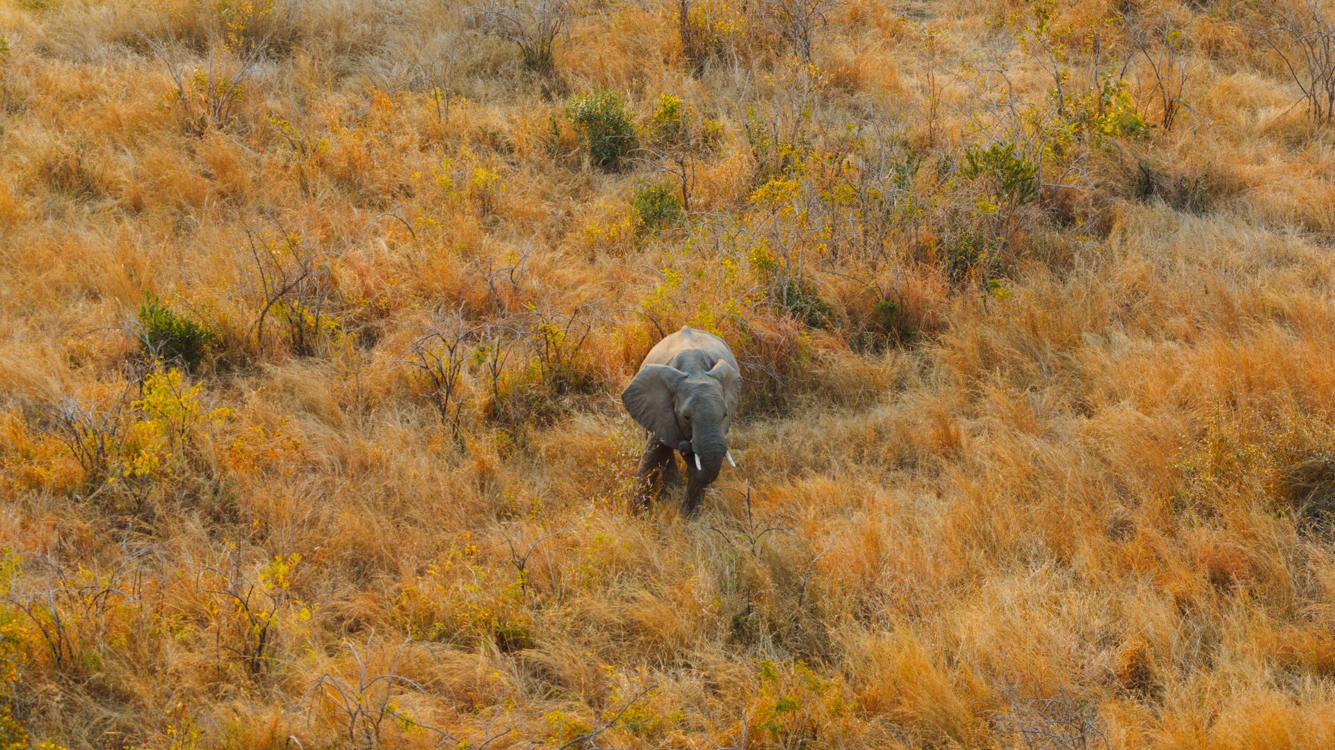 Botswana Safari in October: The Real Heat Survival Guide
