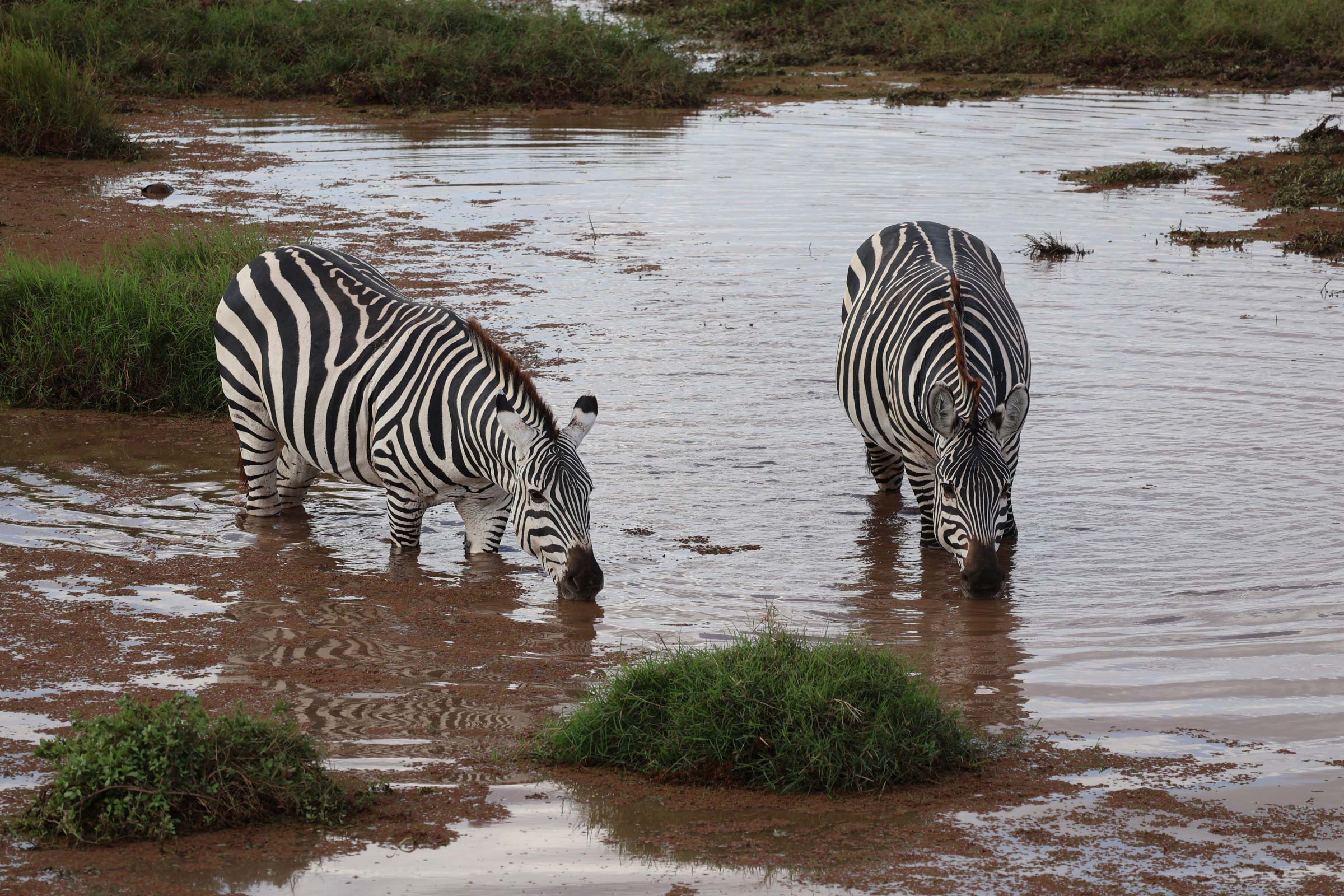 two zebras drinking water